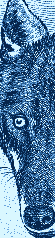 Gravure du loup, extrait, dans Buffon Gravure du loup, extrait, dans Buffon
